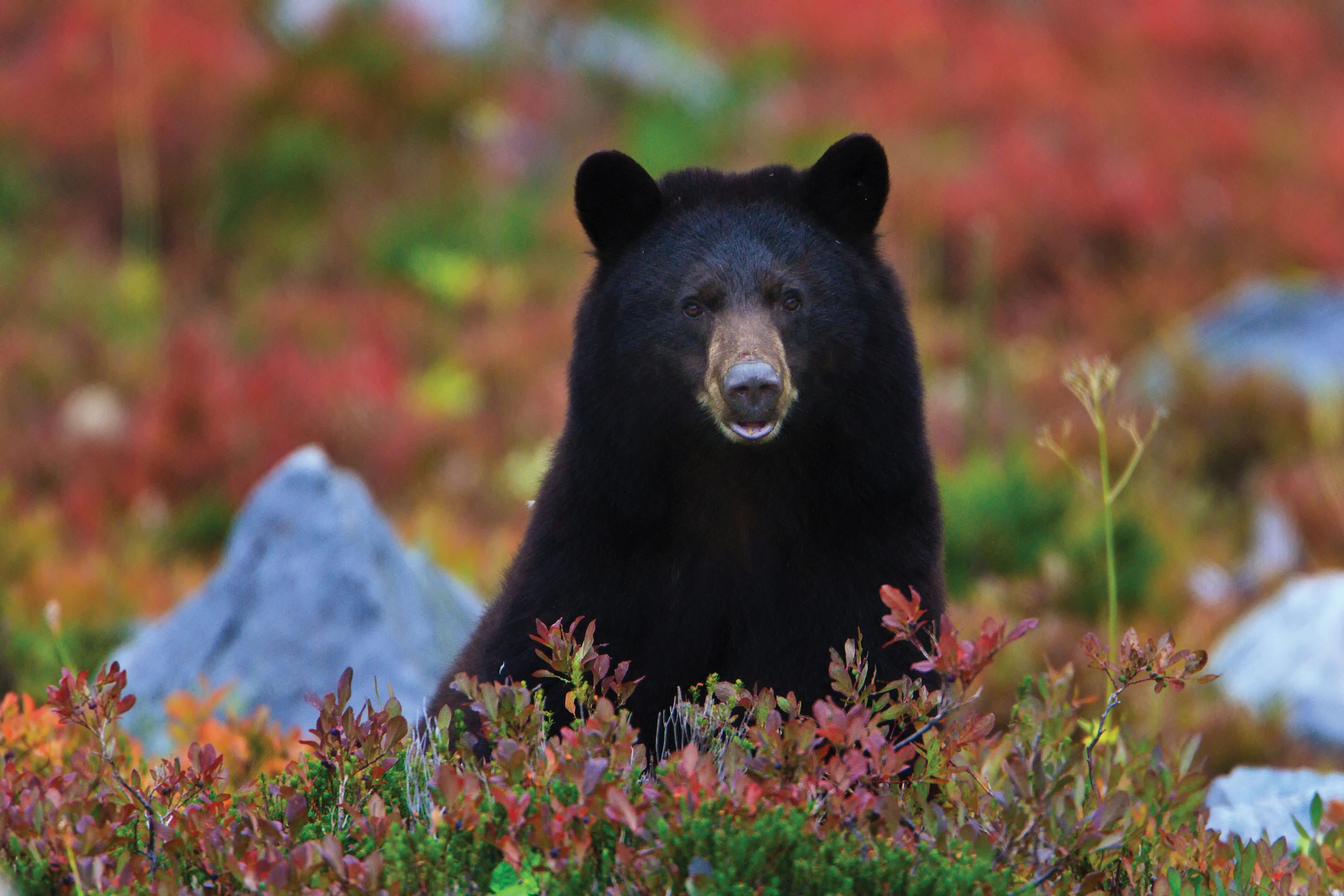 Black bear