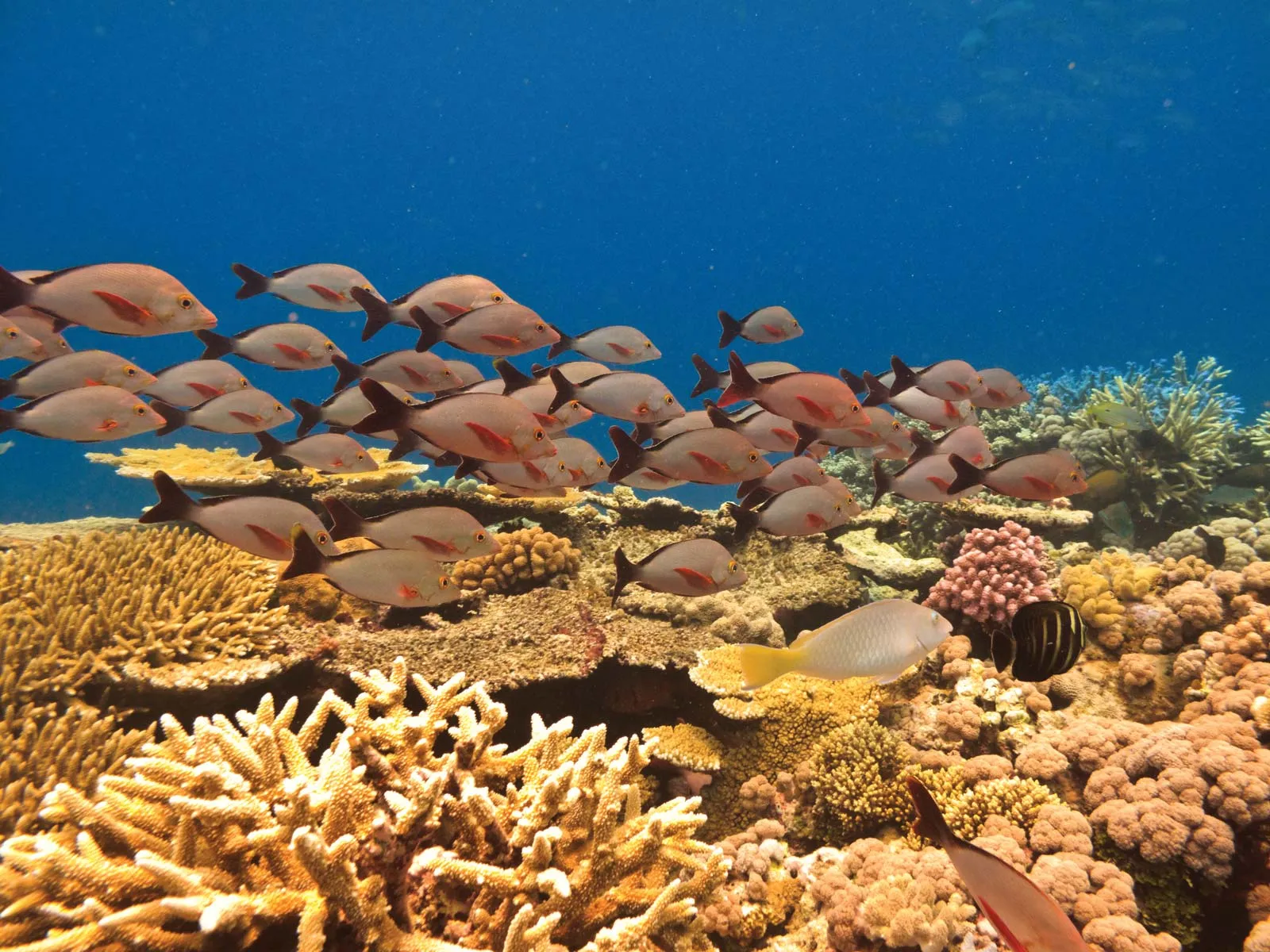 School-of-fish-Great-Barrier-Reef-Queensland