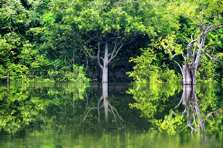 Amazon Rainforest